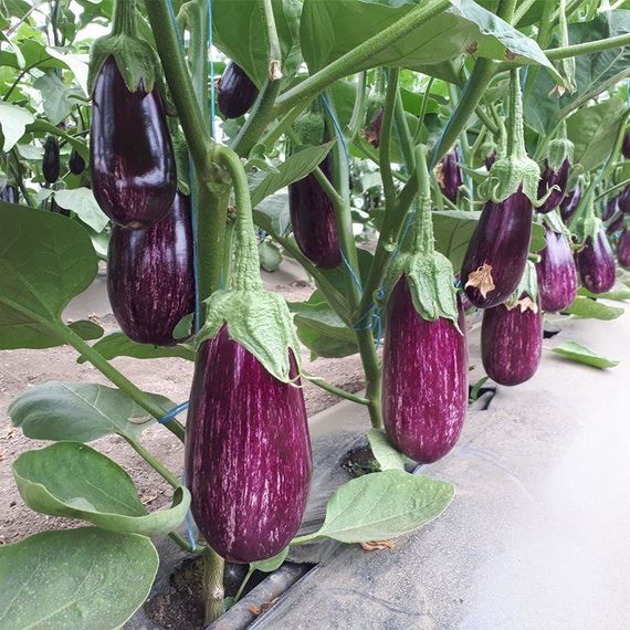 Професійне насіння баклажану тип Зебра ЦРХ 50141 F1 (Cora Seeds) 100 шт.